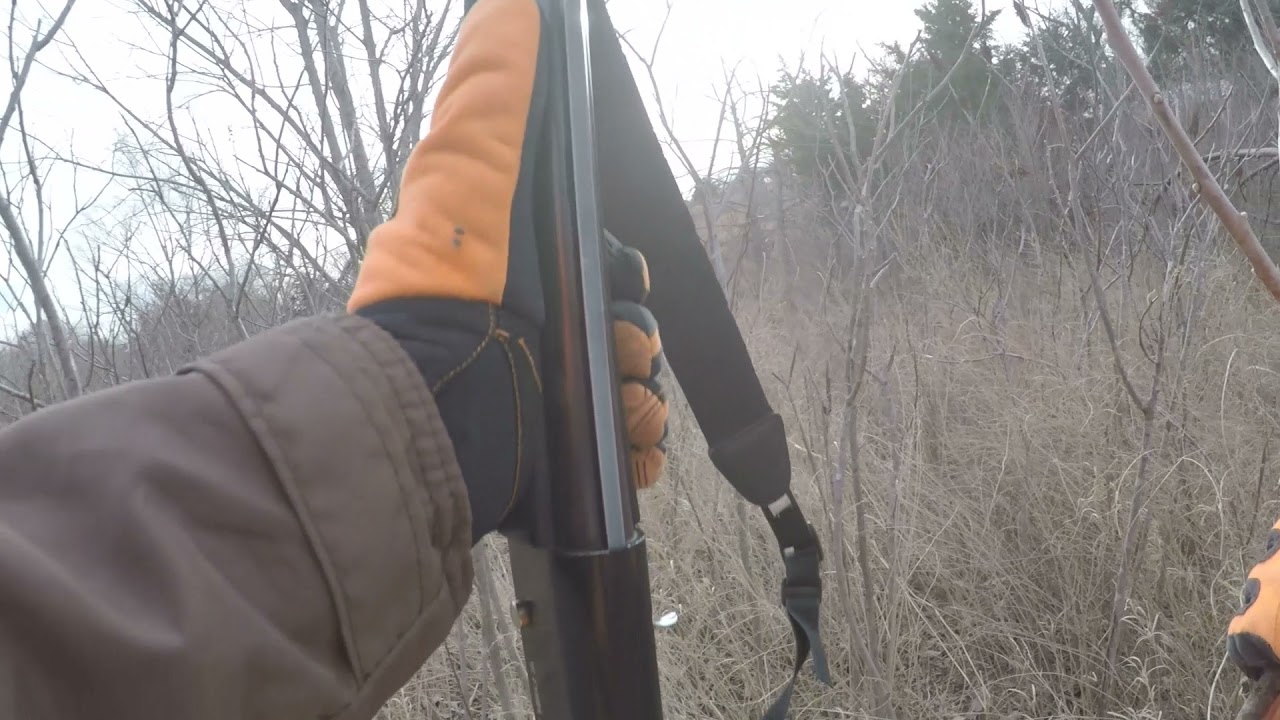 Having fun Rabbit hunting with BEAGLES in KANSAS YouTube