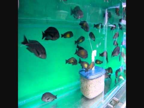 tropheus red rainbow tropheus_kalambo_and_tropheus_golden_kazumba.wmv