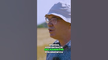 Słoma Rzepaku: Jak Zwiększyć Plony i Poprawić Glebę?