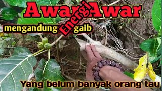 the benefits of awar awar wood