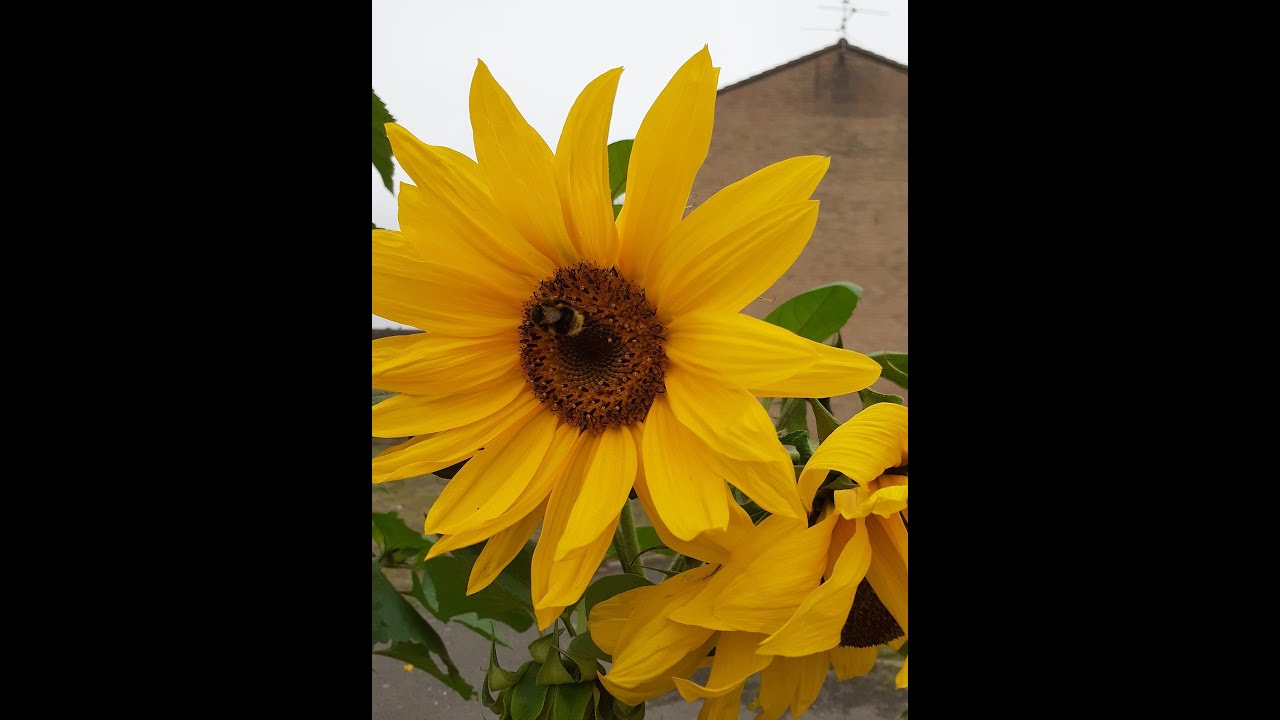 Sunflowers in community raised bed, Northborough Estate, Slough YouTube