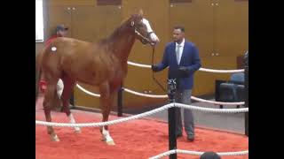 chestnut Justify colt Hip #197 sells for $430K (Fasig-Tipton May 18, 2026)