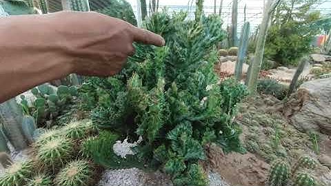 Nghệ nhân chia sẻ loài Xương Rồng khủng khiếp đáng sợ nhất tại vườn Xương Rồng CACTI ZONE