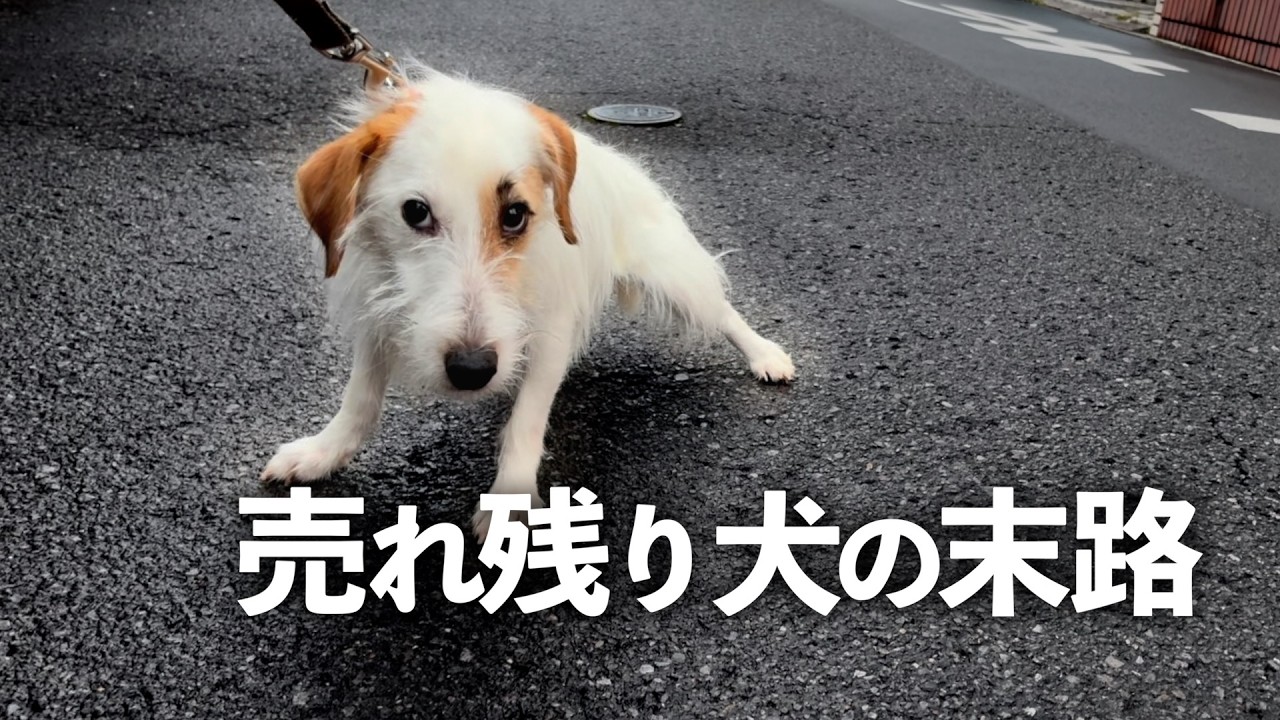 【バグった犬】ペットショップで売れ残った犬の現実