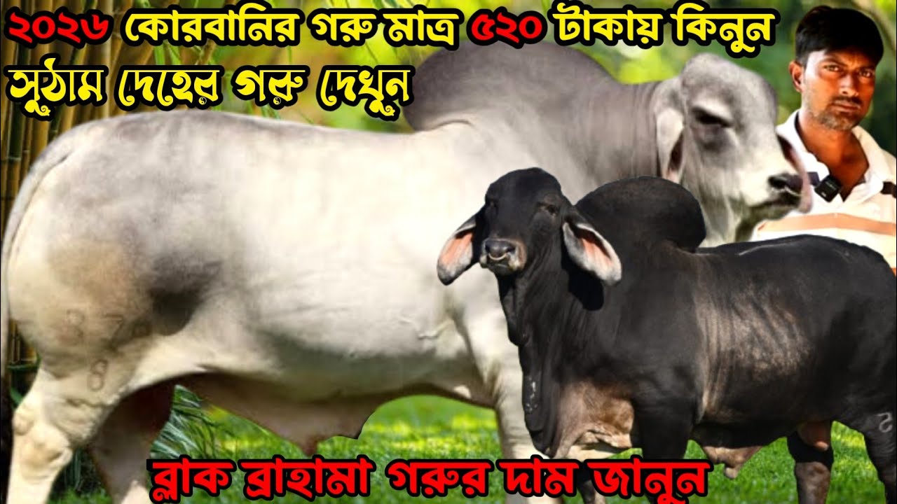 ২০২৬কোরবানির গরু মাত্র ৫২০ টাকায় কিনুন।সুঠাম দেহের শাহিওয়াল ষাঁড় দেখুন।ব্লাক ব্রাহামা গরুর দাম জানুন