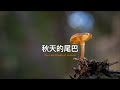 森林寻蘑22 - 微距摄影 | Mushroom Hunting in the Forest 22 - Macro Photography