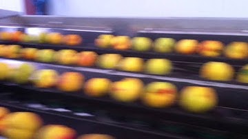Electronic Ingivision system classifiying apples
