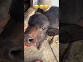 aadat tu mery .....#viralsong #munna #calf #treat #song #aadat #funnyvideos #injection #animal