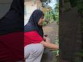 Keluraga Kodok Trendingshorts Comedy Funny Keluraga Kodok Trendingshorts Comedy Funny