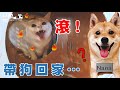 【豆漿實測】帶狗回家　豆漿爆氣揍人！　ft.柴犬Nana