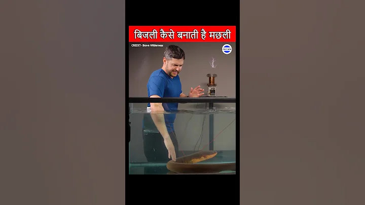 Never Touch An Electric Eel ⚡🤯 #shorts #facts