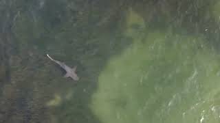 Unedited, awesome drone footage of shark Dunedin causeway sunrise 9/26/22