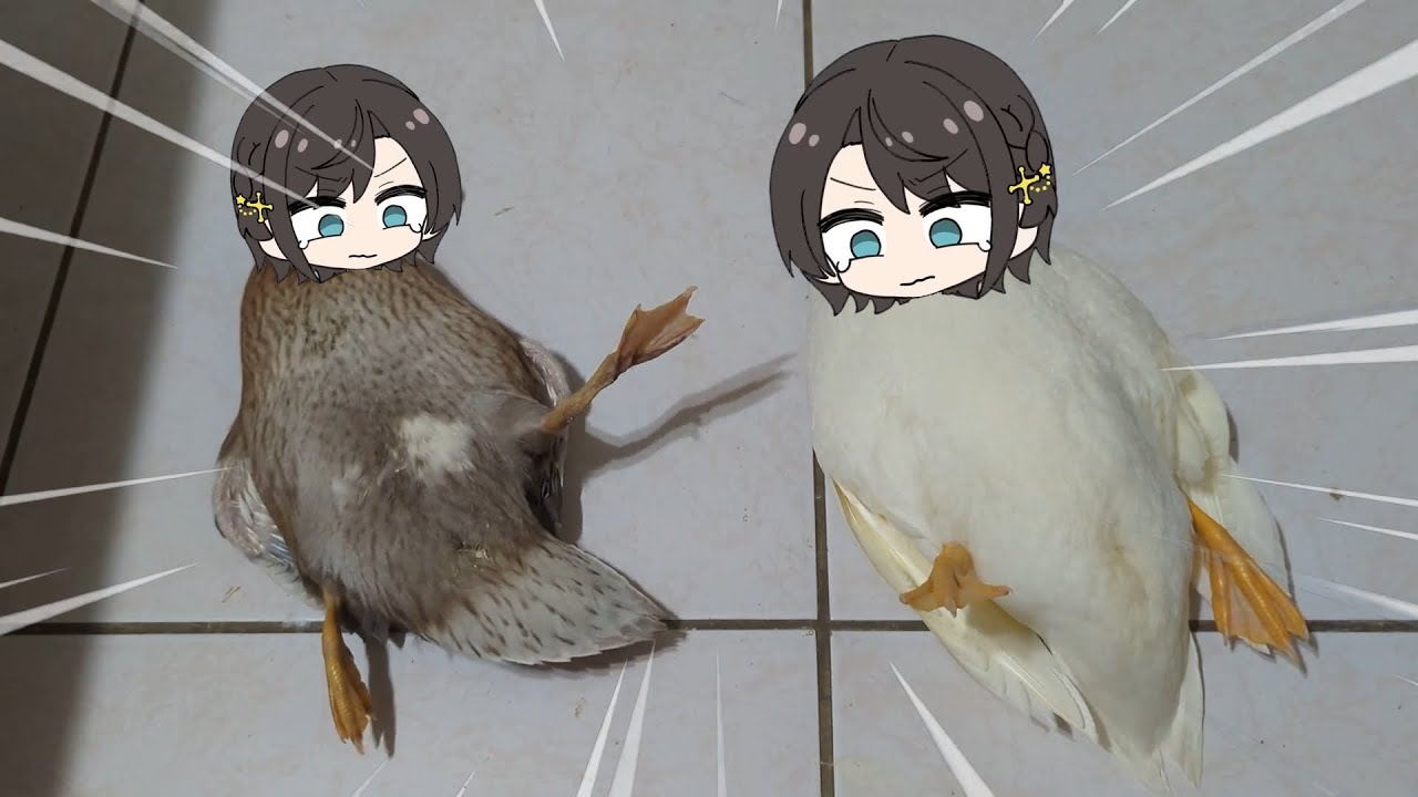 2 Subaru duck flipped over | Animal hololive