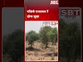 पश्चिमी राजस्थान फिलहाल रहेगा सूखा| SBT News