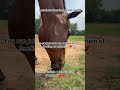 Love love love that green grass. #horse #helpthemfoundation #donaters #rescueefforts