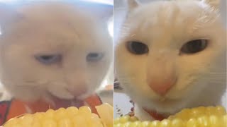 Try Not To Laugh 🤣 New Funny Cats Video 😹 -  Fails of the Week Part 19 by Synth Groove 1,462 views 1 month ago 18 minutes