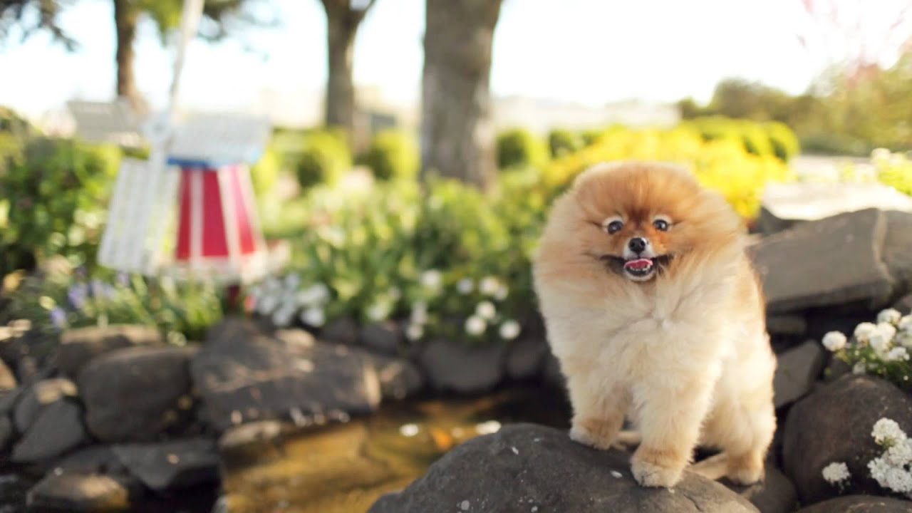 Flint the Pomeranian at the Wooden Shoe Tulip Festival HD