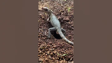 Oriental Garden Lizard Lay Eggs In The Ground Shorts Short Lizard 