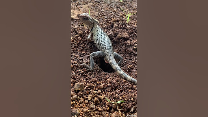 Oriental Garden Lizard lay eggs in the ground #shorts #short #lizard