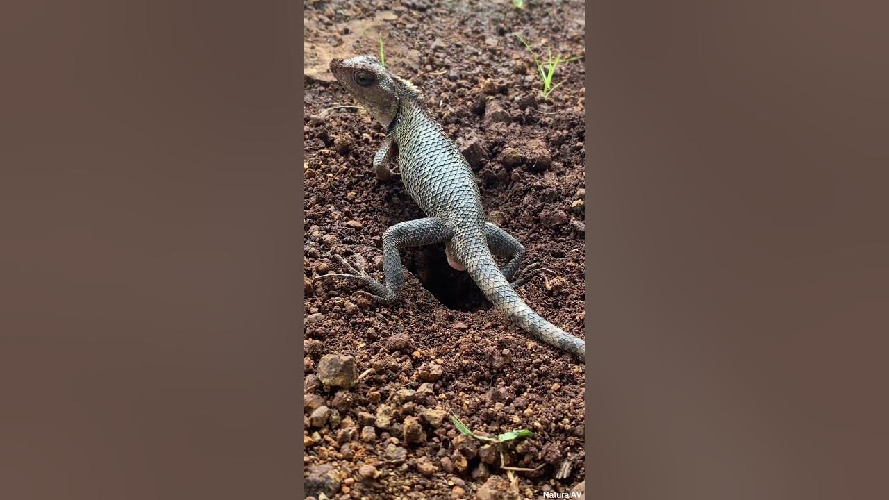 Oriental Garden Lizard Lay Eggs In The Ground shorts short lizard oriental-garden-lizard-lay-eggs-in-the-ground-shorts-short-lizard