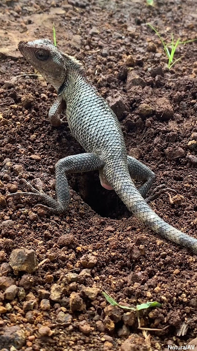 Oriental Garden Lizard lay eggs in the ground #shorts #short #lizard