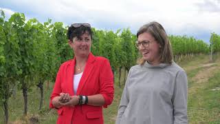 Vinumvirunum - Romana Candussi Über Den Weingarten