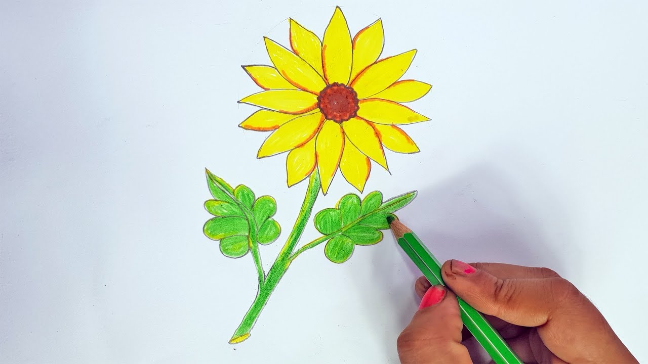 Featured image of post Color Colored Pencil Drawing Color Sunflower Drawing / Sunflower drawing sunflower flower coloured pencils chalkboard art step by step drawing art education drawing ideas art sketches super easy.