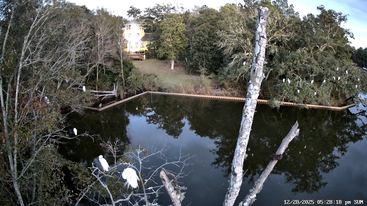 Evening Egret Roosting: December 28, 2025 - Inner Harbor Bayou, Ocean Springs, Mississippi