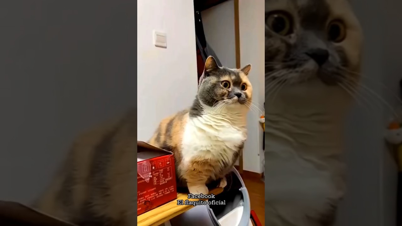 Cat vs Me — and finally, the cat lost! 🐱😹🎉