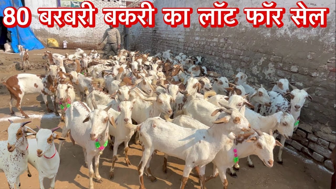 वाजिब दामों में मिल रही बरबरी बकरी || Sakil Barbri Goat Farm Matura UP