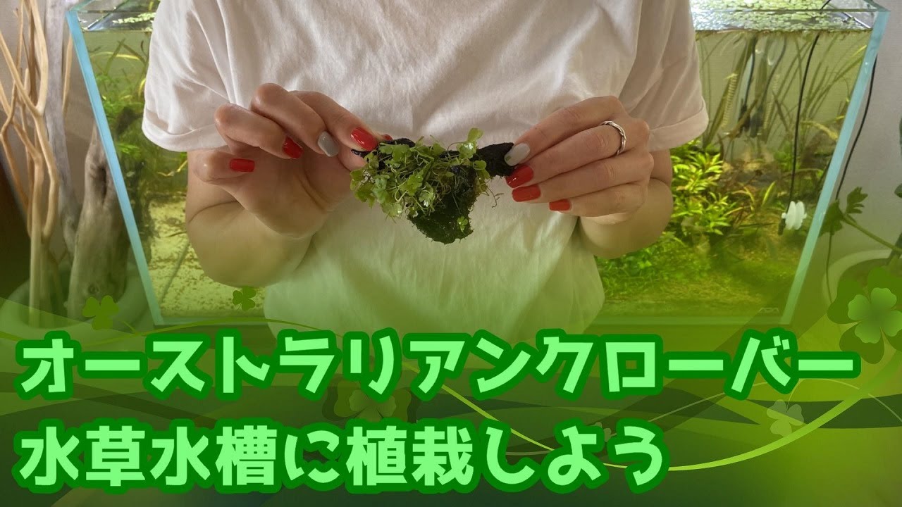 水草水槽 癒しの水草オーストラリアンクローバー チャームさんで購入したオークロを植栽していくっ Youtube
