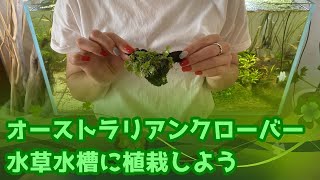 【水草水槽】癒しの水草オーストラリアンクローバー（チャームさんで購入したオークロを植栽していくっ）
