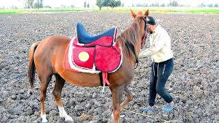 حرب المماليك بالطريقه الجديده _ تحدى الضرب على الخيول لأول مره الجديد فى التحديات