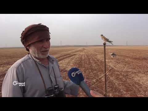 صياد يمارس إحدى أقدم طرق الصيد المقناص