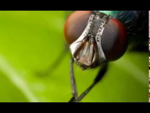 كم عمر الذبابة