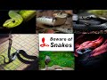 🐍इन साँपो के कटने से लोगो को पानी भी नसीब नही होता | 5 Most Dangerous Snakes