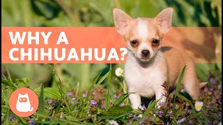 ADVANTAGES of Adopting a CHIHUAHUA ✅ (Top 5 REASONS)