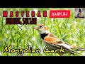 VIRAL!!! MASTERAN Burung *SULTAN* Mongolian Lark Gacor Ngerol | Like & Subscribe 🙏