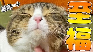 【猫】ホットカーペットでヘブン状態なぽこ太郎【スコティッシュフォールド】