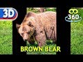 Brown Bear #VR180 #3D #stereoscopic #VirtualReality #360Video