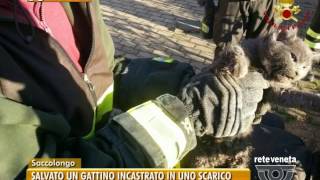 TG PADOVA (30/11/2016) - SALVATO UN GATTINO INCASTRATO IN UNO SCARICO