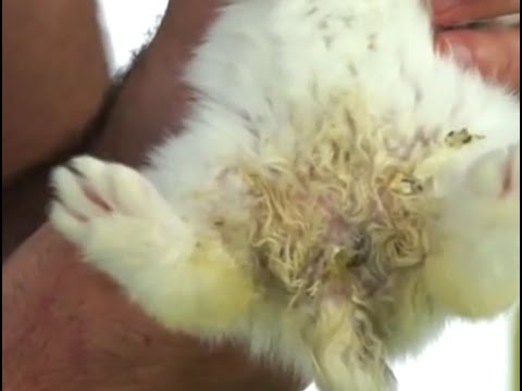 Video: Avvelenamento Nei Conigli