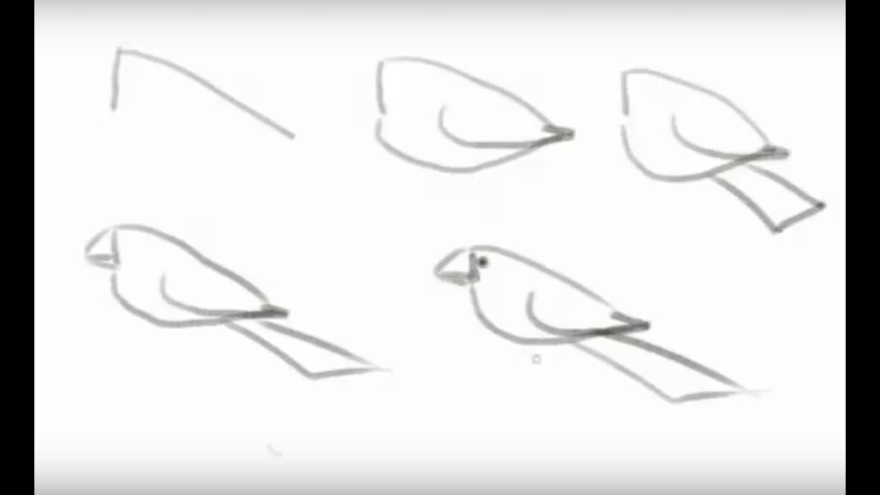 How To Draw A Bird - Easy Steps for kids - YouTube