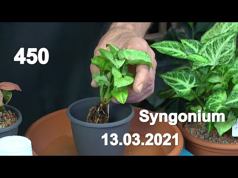 Video: Syngonium-Blume: Beschreibung, Foto, häusliche Pflege