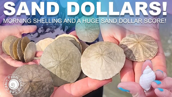 Living Sand Dollar - Beautiful on top, Horrifying on the bottom