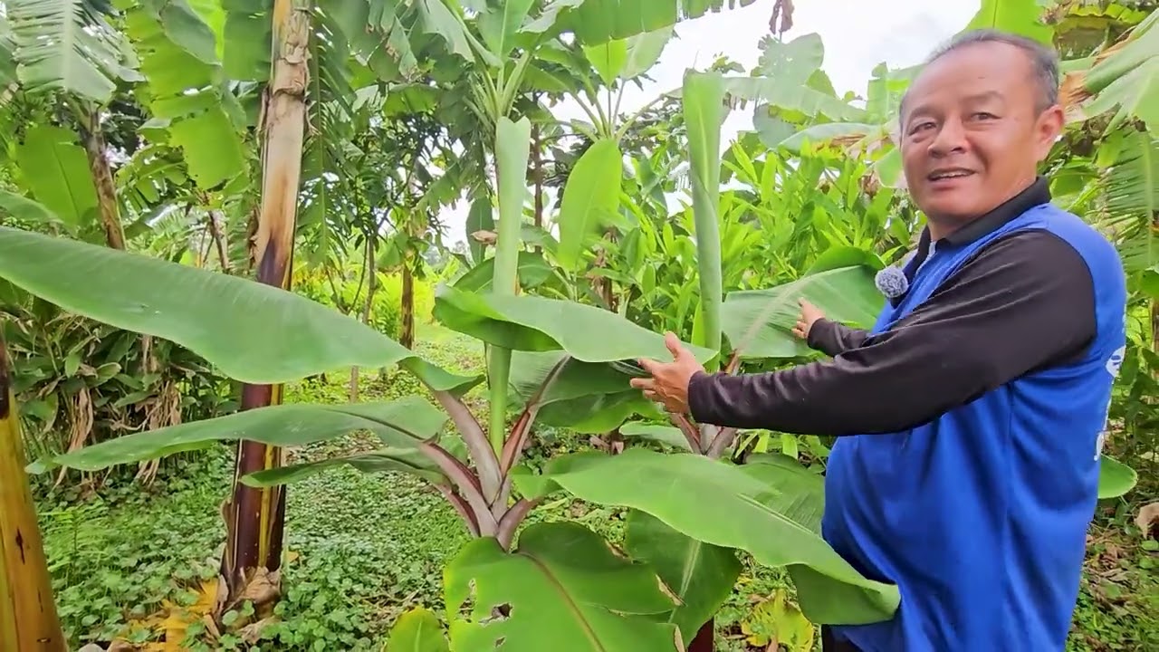 ห่มดินด้วยใบไม้ ปุ๋ยจากธรรมชาติ แก้ดินป่นทราย ปลูกต้นไม้ไม่โต