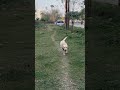 Mera Sher 🐕 #dog #dogshorts #pets #friends #sher #lion #trending #shorts