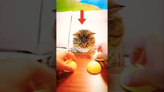 Smart Cat vs Box Game 🐱 | Can You Guess the Right Box? 🤔#shorts