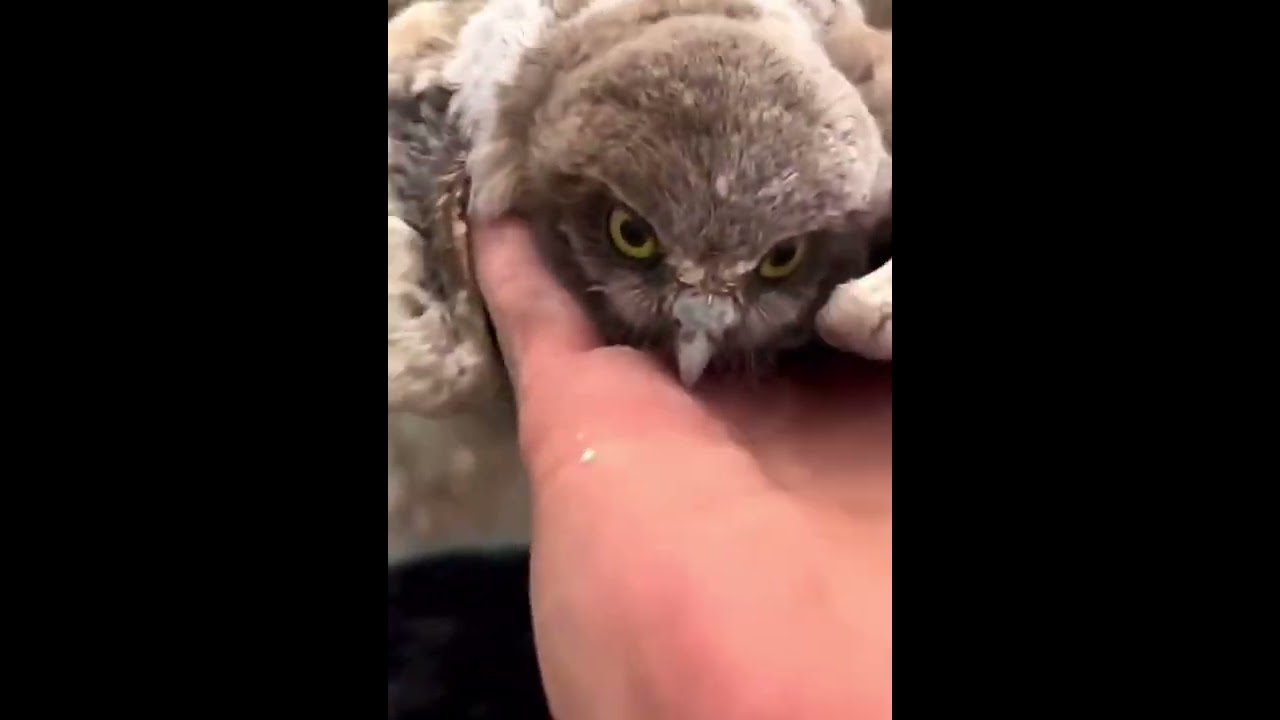 Obejrzyj Arbiter sends baby owls to the landing sight w YouTube Obejrzyj Arbiter sends baby owls to the landing sight w YouTube