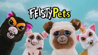 feisty pets pug